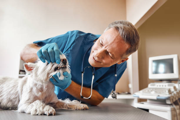 Best Emergency Tooth Extraction in Mount Vernon, VA